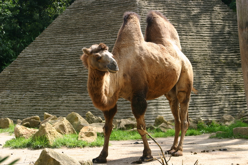 Quels sont les plus grands zoos de France — free download