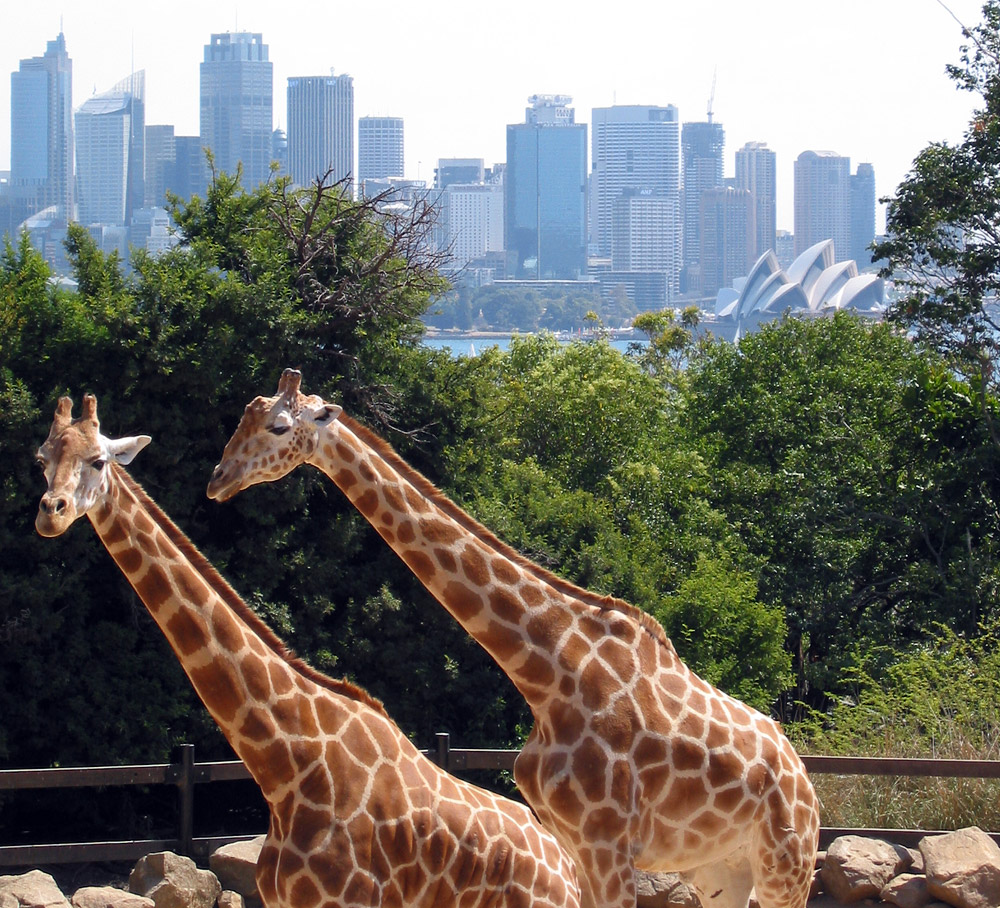 Quels sont les plus grands zoos du monde — free download