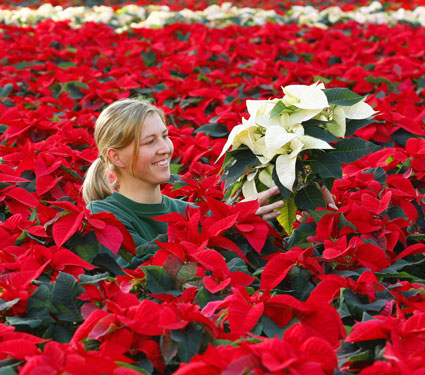 Poinsettia : l'toile de Nol aux couleurs flamboyantes