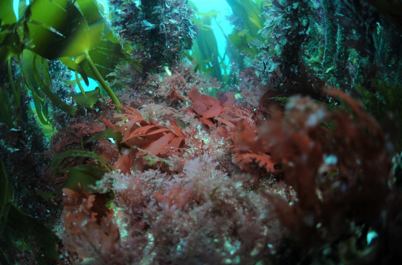 Les algues rouges de Bretagne résistent encore au réchauffement des eaux